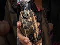 2016年新種記載!コラートニシクイガメ Malayemys khoratensis ≫ 加藤英明【公式】かとチャン