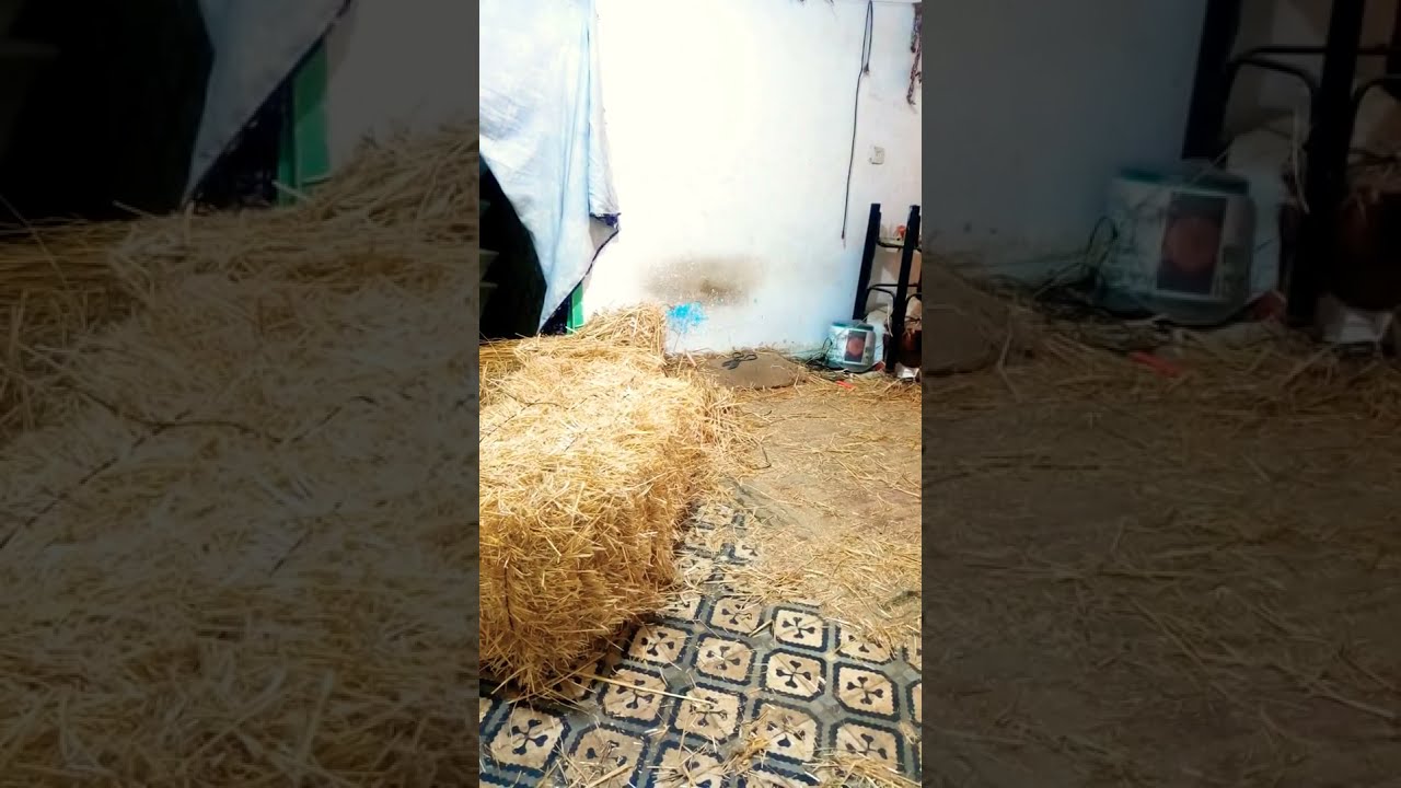 صنع البردعة من اقذم الصناعات التقليدية والكتير لا يعرف عنها شيئ