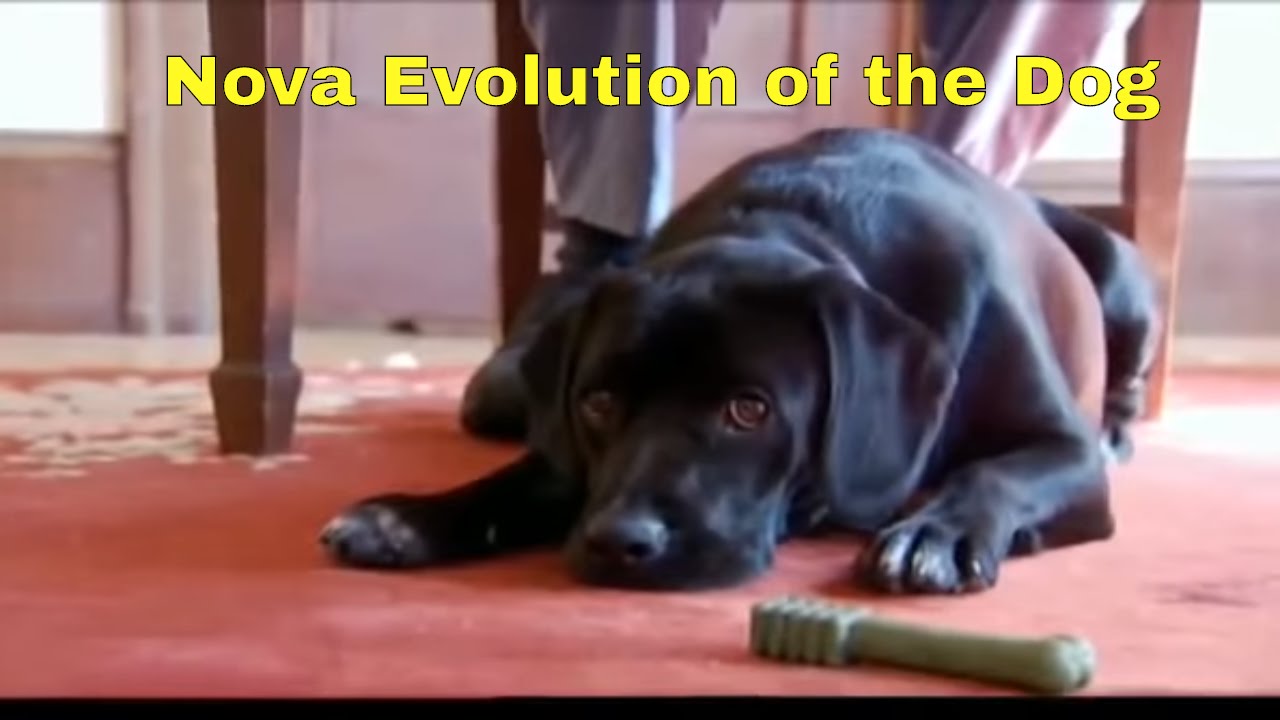 Best Dog Documentary YouTube