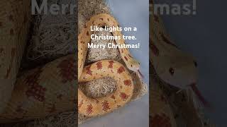 Merry Christmas! Save the neck for me, Clark...