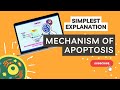 Mechanism of apoptosis