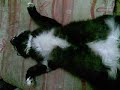 Dramatic Sleeping Cat