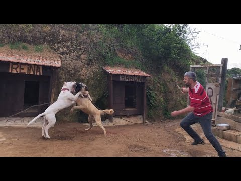 KANGAL VS DOGOARGENTİNO  PABLO YİNE OYUNU BOZDU baronla halat oyunu oynarken pablonun sataşması #dog