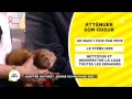 Adopter un furet  une bonne ou une mauvaise ide 