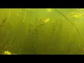 Линь Беларусь подводная охота