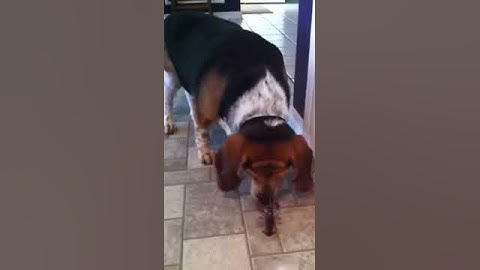 Dog vs. Crawfish