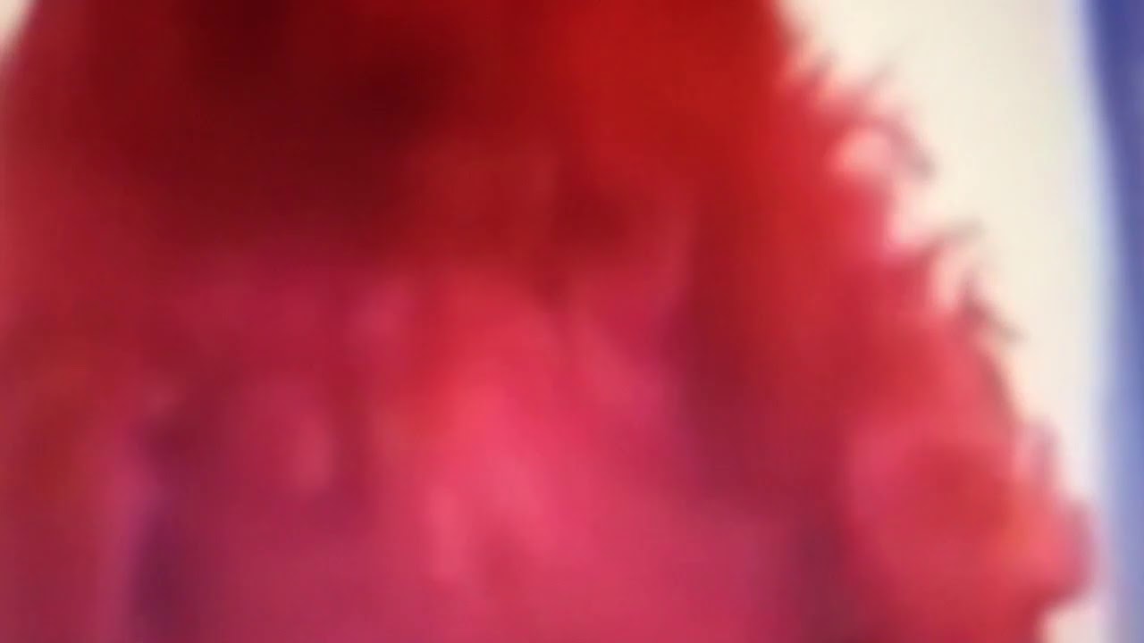 PEANUT BUTTER JELLY SANDWICH SESAME STREET? YouTube