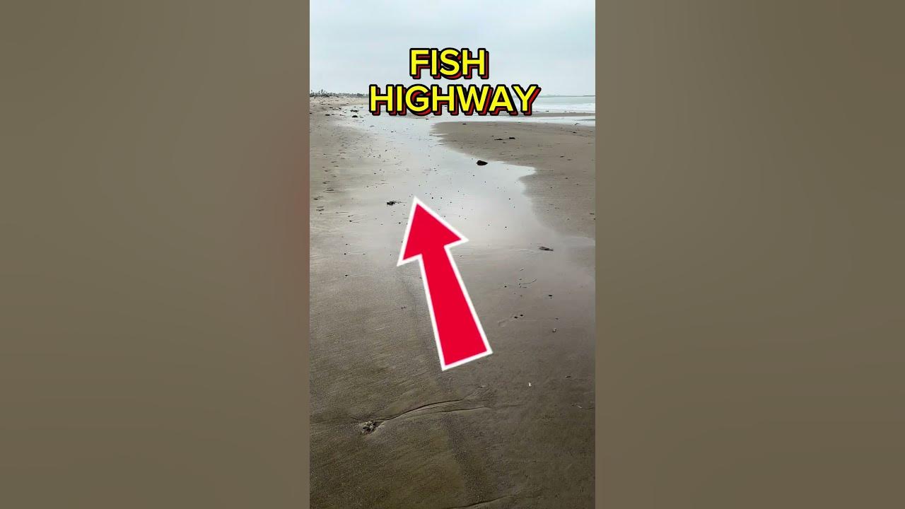 This Beach Trick Helps You Catch More Fish!
