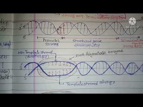 अनुलेखन Transcription