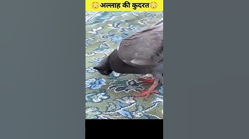 😳Allah Ki Qudrat Ka Karishma😳#youtubeshorts #shortsvideo #shorts #viral #allah #qudrat