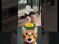 The Simba Video 08 ЁЯШВ Catmemes Shortsfeed The Simba Video 08 ЁЯШВ Catmemes Shortsfeed