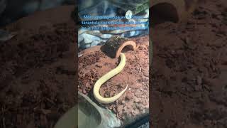 My banana and albino ball python love him