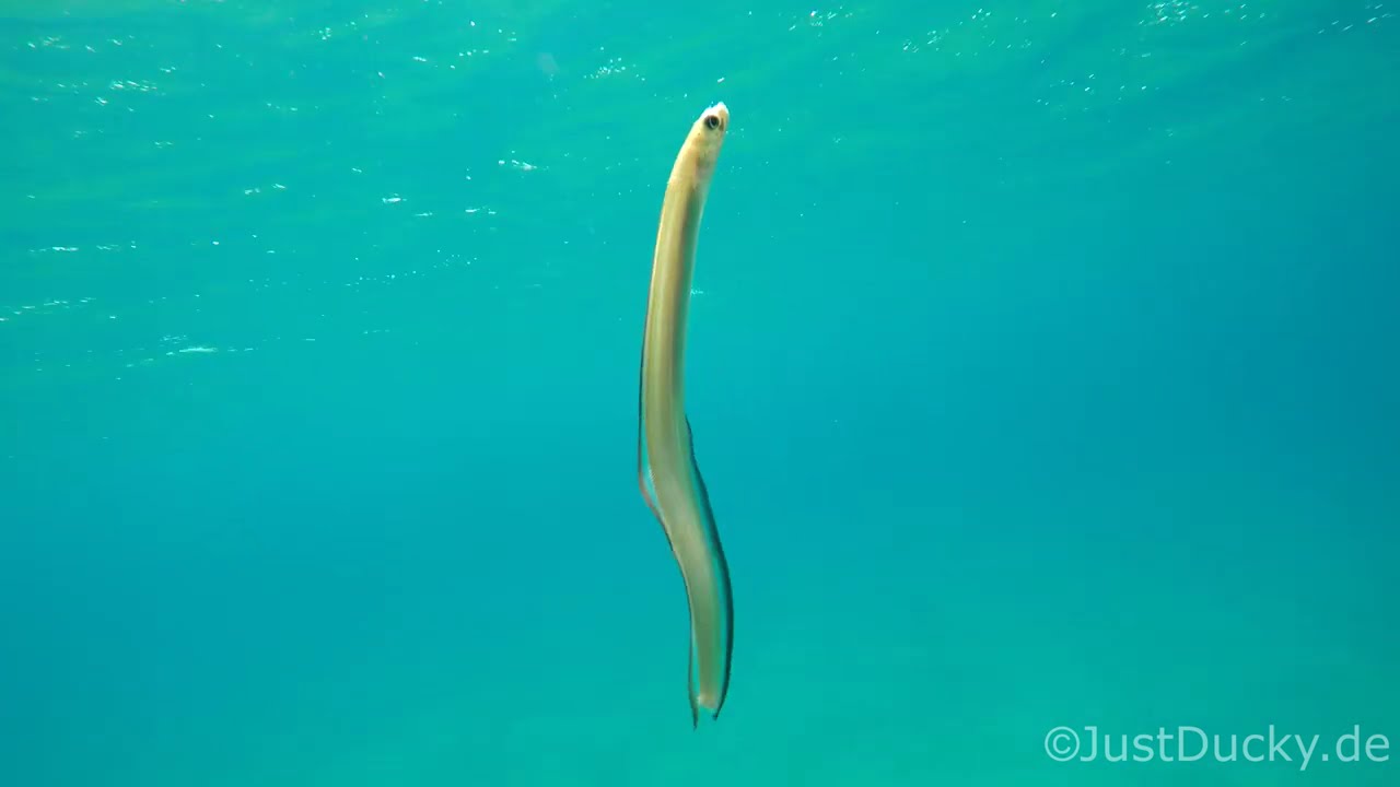 Who bit off this eel's tail?