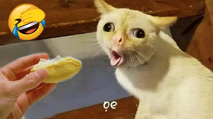 Video 10996661: laugh funniest cats dogs, cats dogs best funniest, funniest cats dogs funny, enjoy best funny cats