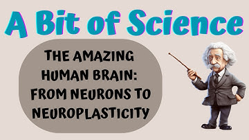 The Amazing Human Brain: From Neurons to Neuroplasticity