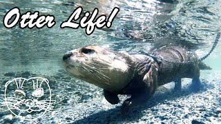The otters are swimming in a place no one knows today too. [Otter life Day 586]
