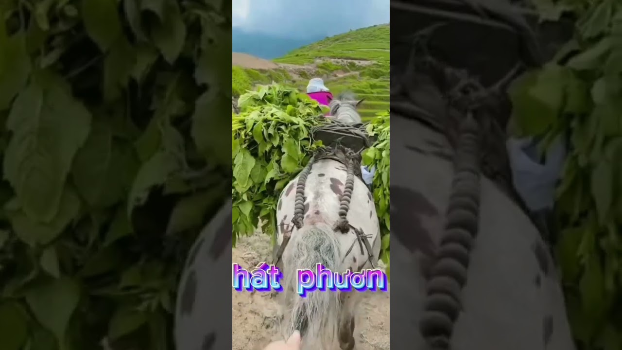 Hát phươn dân tộc Hà Giang k