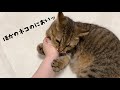 他の猫の匂いを嗅ぎつけて来た丸顔猫の反応が予想外すぎた…