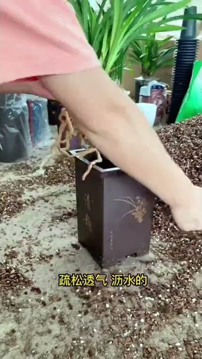 How amazing to grow orchids propagate plant fast and easy #3628