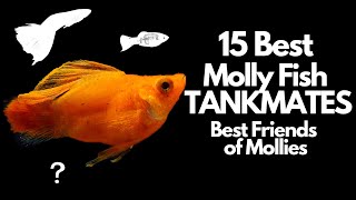 27 Different Types of Molly Fish - AquariumNexus