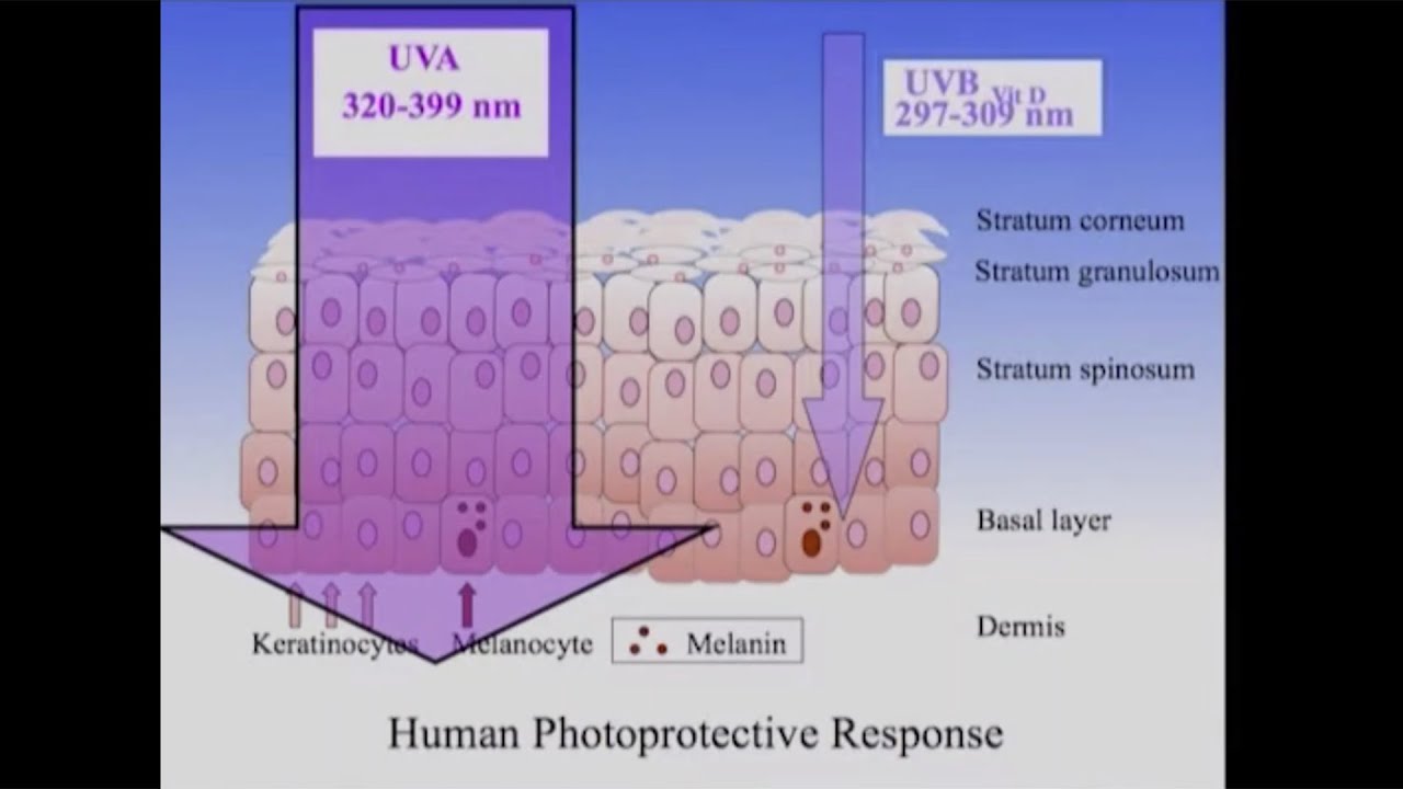 Vitamin D, UVB, and sunblock lotions. Could sunblock cause skin cancer