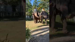 එක ගෙදර අලි යාළුවෝ ටික😍🖤