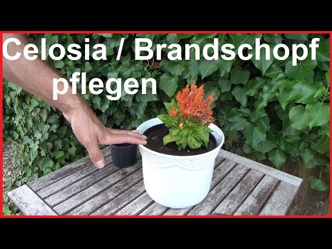 Celosia Brandschopf Federbusch pflegen pflanzen düngen gießen Standort überwintern