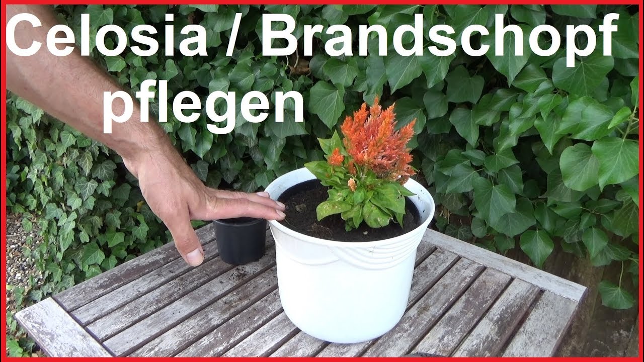 Celosia Brandschopf Federbusch pflegen pflanzen dngen gieen Standort  berwintern