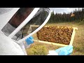 Beehive Update August 2019 | Keeping Honey Bees in Alaska