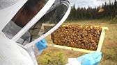 Alaska Urban Beekeeping: 2-Week Frame Check (August) - YouTube