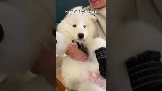 The FIRST MONTH with our Samoyed  #samoyed #shorts