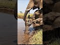 elephant #shorts #shortvideo #animals #elephant