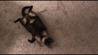 НЕ ЛЮБОВЬ 💔 =^..^= СИАМСКИЕ КОШКИ НЕ ЛЮБОВЬ 💔 =^..^= СИАМСКИЕ КОШКИ