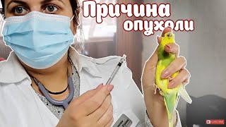 ОПУХОЛЬ У ПОПУГАЯ || ПРИЧИНА || КАК ДАВАТЬ ЛЕКАРСТВО