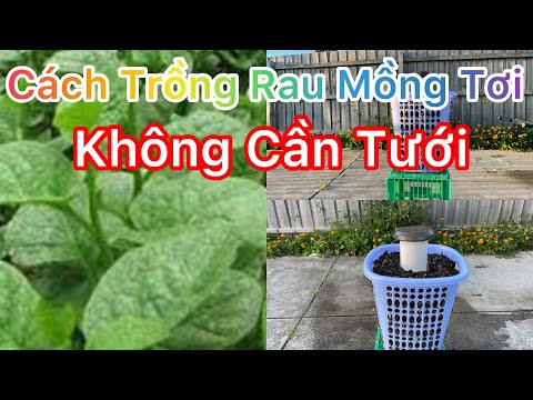 Video: Cách Trồng Rau