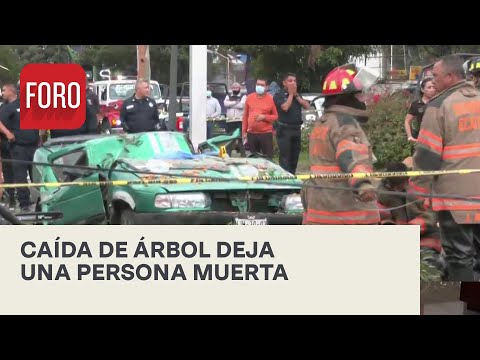 Caída de un árbol en Ecatepec deja un muerto - Las Noticias