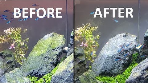 Easy Tip to Clean Algae Off of Hardscape