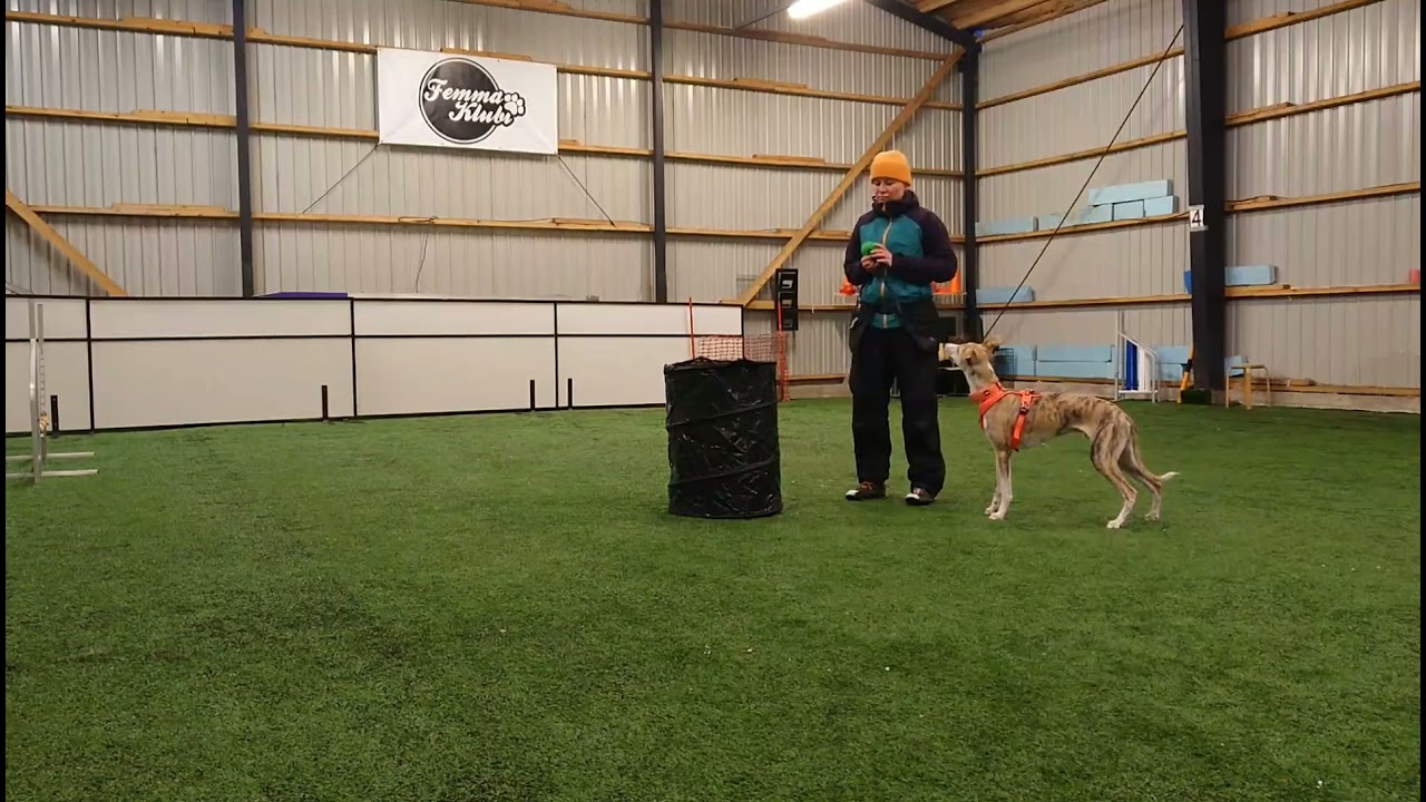 21.3.21 Igor - Hoopers alkeet. Get it -vihje ja laaja kaarros