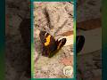 Beautiful Butterfly Moment