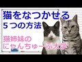 猫がなつかない理由はこれ！にゃんちゅーぶ大学で学ぼう！おしゃべりペット