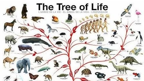 Phylogenetic tree (evolution at its best).
