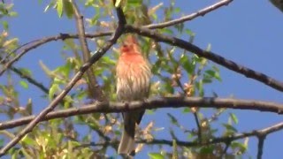 Call of the House Finch