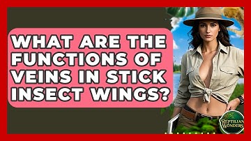 What Are The Functions Of Veins In Stick Insect Wings? - Reptilian Wonders