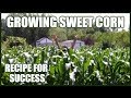 Growing Sweet Corn | Recipe For Success