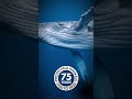 The Hidden Lives of Whales | World Animal Protection #archives