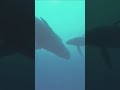 The Hidden Lives of Whales | World Animal Protection #archives