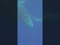 The Hidden Lives of Whales | World Animal Protection #archives