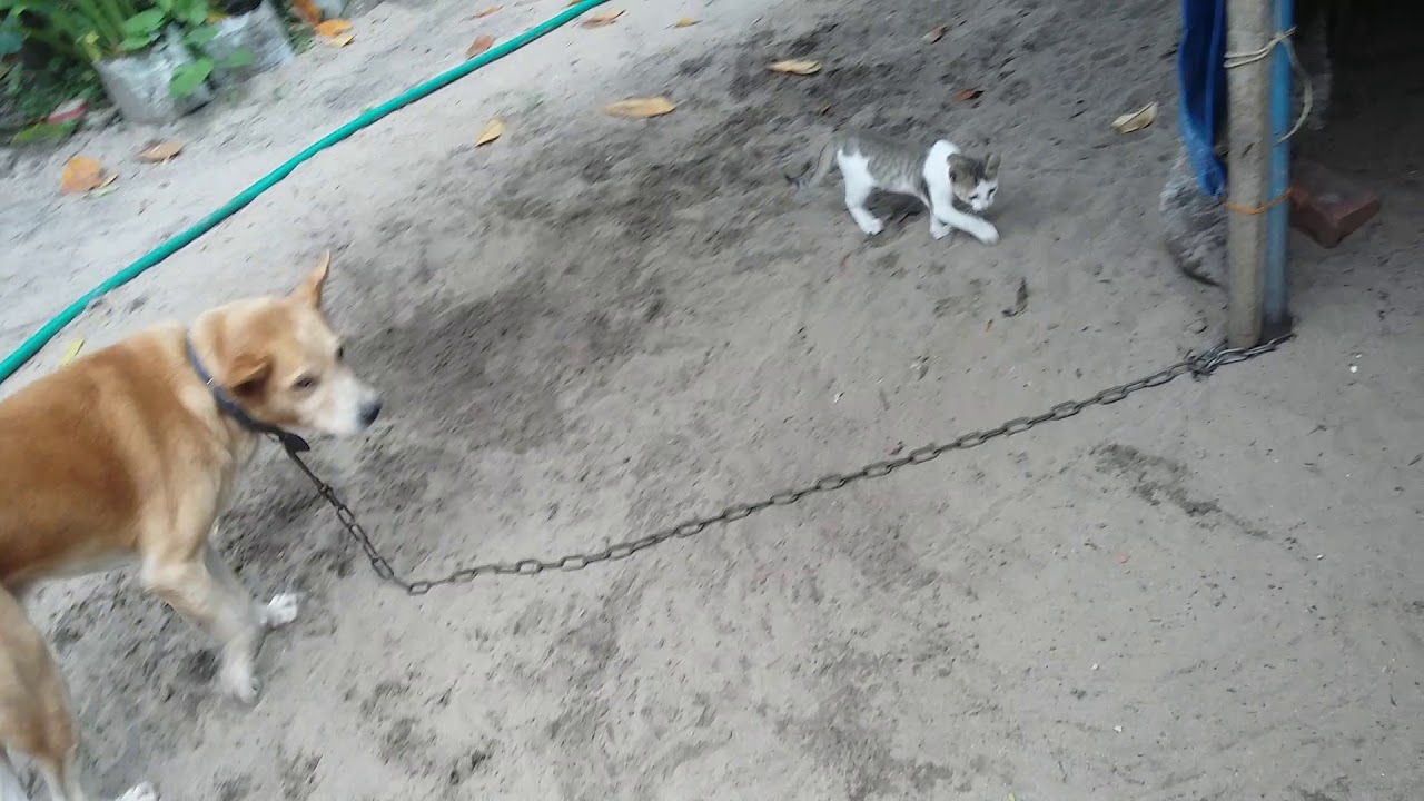 Kitten attacks dog YouTube