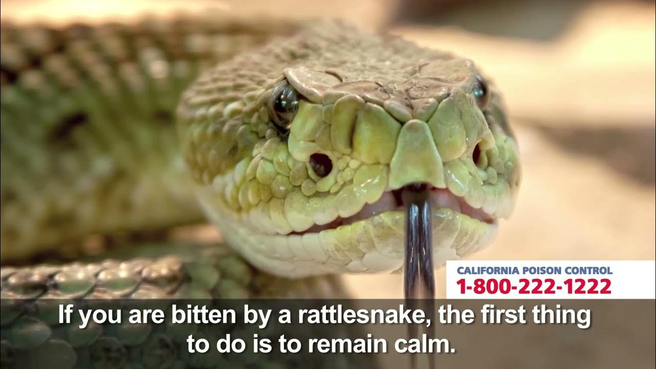 Rattlesnake Poison Safety (English), California Poison Control System