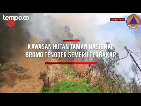 Kebakaran di Taman Nasional Bromo Tengger Semeru, Hanguskan 2 Hektar Kawasan Hutan